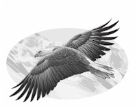 Der Amerikanische Adler © Vision2Form
